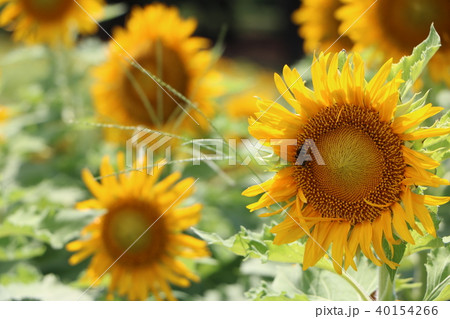 ひまわり sunslfower 40154266
