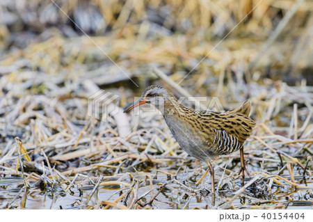 クイナ(水鶏) クイナ(水鶏) 40154404