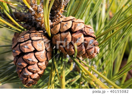 松ぼっくりのアップ 松ぼっくりのアップ 40155082