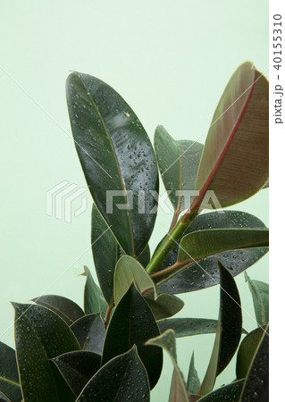 葉 熱帯植物 植物 40155310
