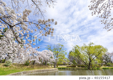 福島県郡山市民の憩いの場穴場人気スポット香久池公園。青空と満開の桜のコントラストが美しい水辺の公園 福島県郡山市民の憩いの場穴場人気スポット香久池公園。青空と満開の桜のコントラストが美しい水辺の公園 40155417