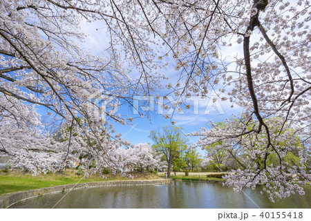 福島県郡山市民の憩いの場穴場人気スポット香久池公園。青空と満開の桜のコントラストが美しい水辺の公園 40155418