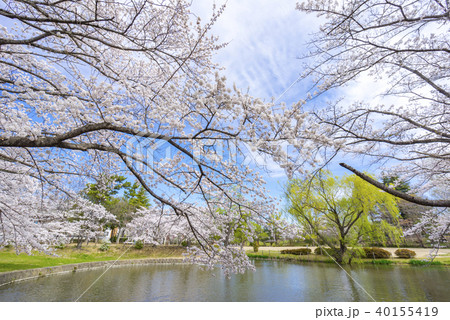 福島県郡山市民の憩いの場穴場人気スポット香久池公園。青空と満開の桜のコントラストが美しい水辺の公園 40155419