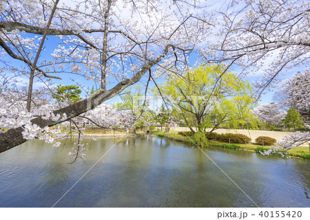 福島県郡山市民の憩いの場穴場人気スポット香久池公園。青空と満開の桜のコントラストが美しい水辺の公園 40155420