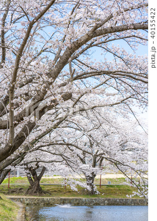福島県郡山市民の憩いの場穴場人気スポット香久池公園。青空と満開の桜のコントラストが美しい水辺の公園 40155422
