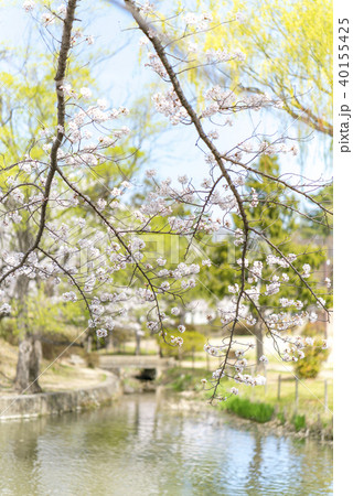 福島県郡山市民の憩いの場穴場人気スポット香久池公園。青空と満開の桜のコントラストが美しい水辺の公園 40155425