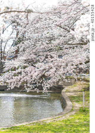 福島県郡山市民の憩いの場穴場人気スポット香久池公園。青空と満開の桜のコントラストが美しい水辺の公園 福島県郡山市民の憩いの場穴場人気スポット香久池公園。青空と満開の桜のコントラストが美しい水辺の公園 40155428
