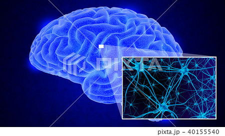 Human brain 3D render Human brain 3D render 40155540