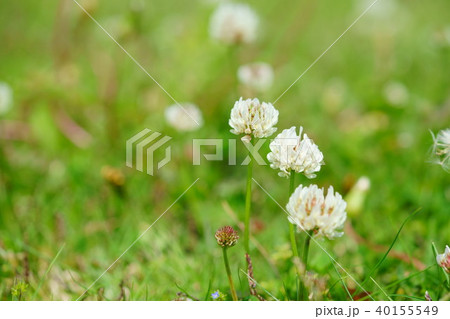 野の野草2 野の野草2 40155549