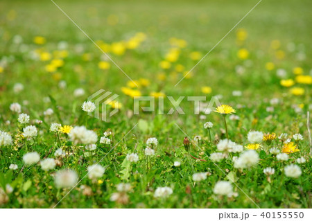 野の野草3 野の野草3 40155550