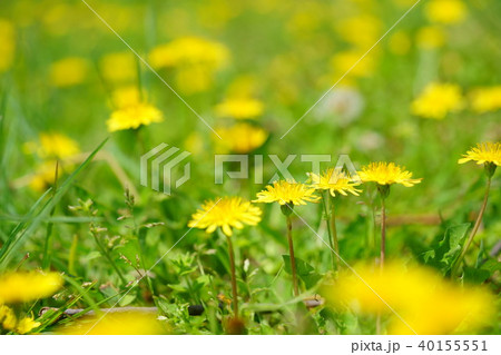 野の野草４ 40155551