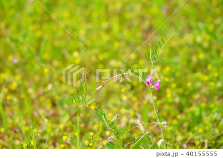 春の野草 40155555