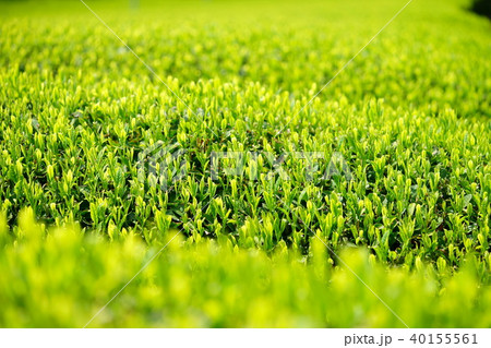 宇治茶の新芽5 宇治茶の新芽5 40155561