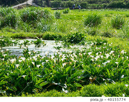 台湾 陽明山 クワズイモ 40155774
