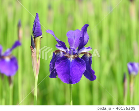 アヤメの花 アヤメの花 40156209