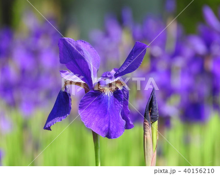 アヤメの花 アヤメの花 40156210