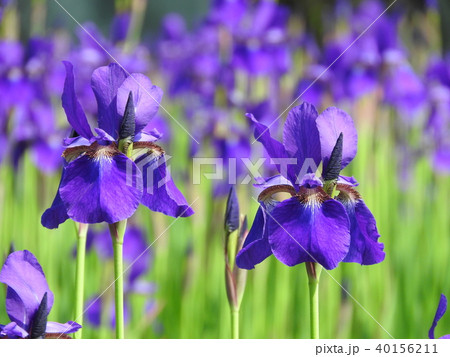 アヤメの花 アヤメの花 40156211