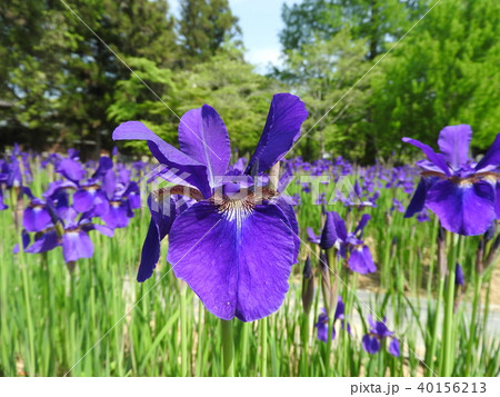 アヤメの花 40156213