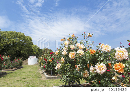 おもやい市民花壇　バラの花、 40156426