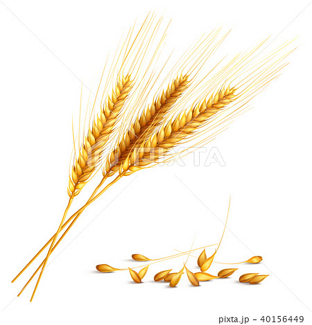 麦 イラスト Barley Grain Illustrationのイラスト素材 [40156449] - PIXTA