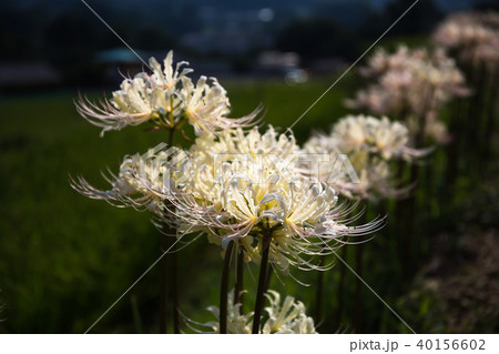 寺坂棚田と白曼珠沙華 寺坂棚田と白曼珠沙華 40156602