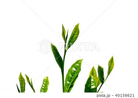 茶摘み 緑茶の新芽 白背景 茶摘み 緑茶の新芽 白背景 40156621