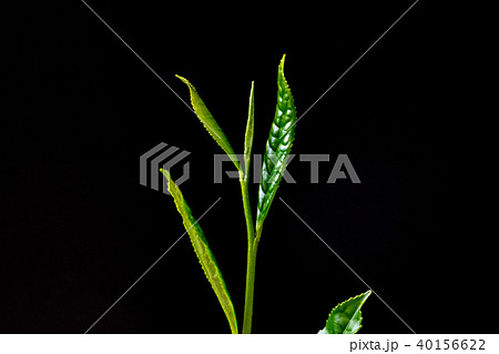 茶摘み 緑茶の新芽 黒背景 茶摘み 緑茶の新芽 黒背景 40156622