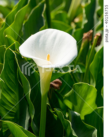 海芋 かいう ヒメカイウ 40156755