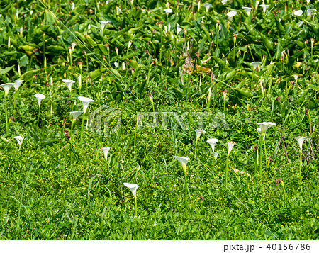 台湾 陽明山 クワズイモ 40156786