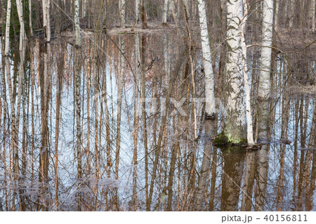 Flooded thicket at spring 40156811