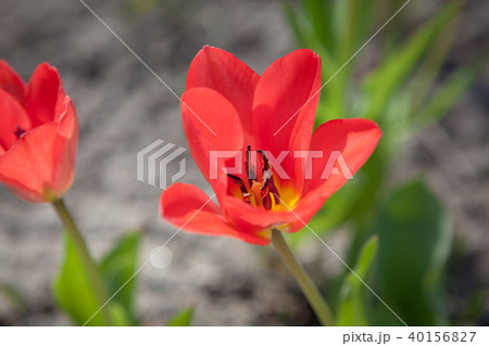 Vivid red tulip in garden 40156827