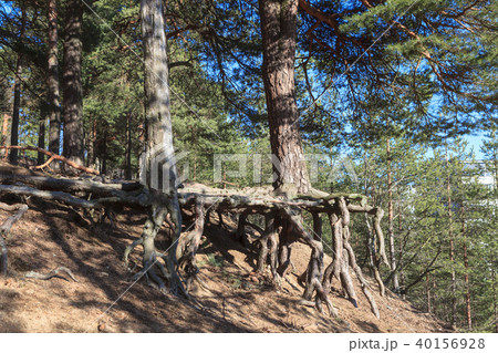 Tree on hill with unusual roots Tree on hill with unusual roots 40156928