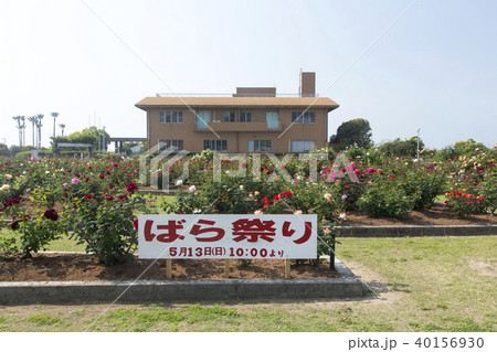 おもやい市民花壇 バラの花、 おもやい市民花壇 バラの花、 40156930