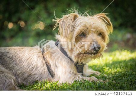Dog resting in the grass of a park. Copy space, blurred background. 40157115