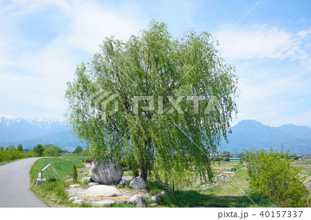 押野崎石碑　犀川・穂高川・高瀬川合流点　　安曇野　春 40157337