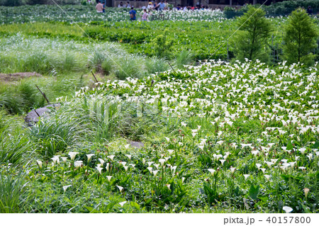 台湾 陽明山 クワズイモ 40157800