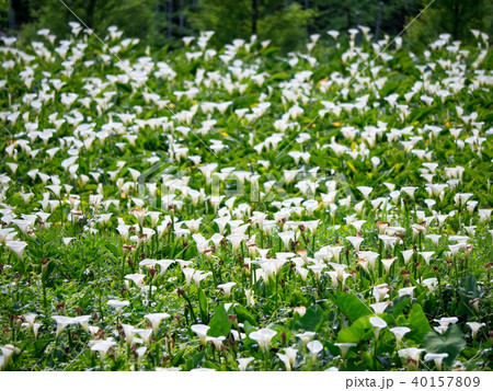台湾 陽明山 クワズイモ 40157809