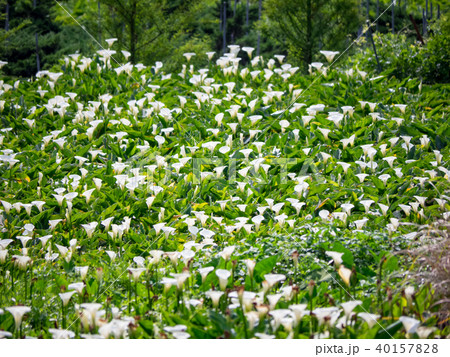 台湾 陽明山 クワズイモ 40157828