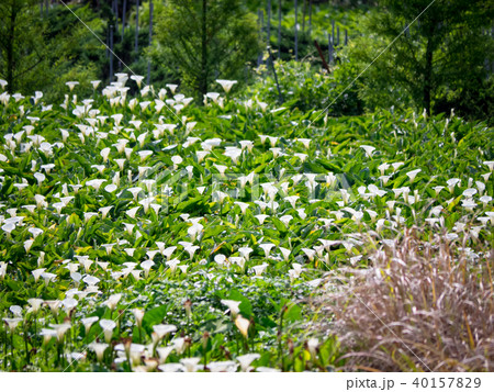 台湾 陽明山 クワズイモ 40157829