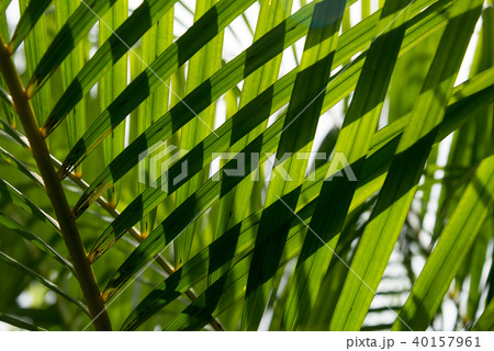 Palm leaves texture with shadow 40157961