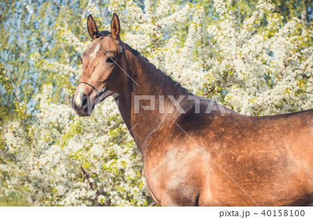 Portrait of horse on spring blossom background 40158100