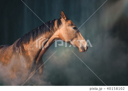Portrait of horse on the fog background Portrait of horse on the fog background 40158102