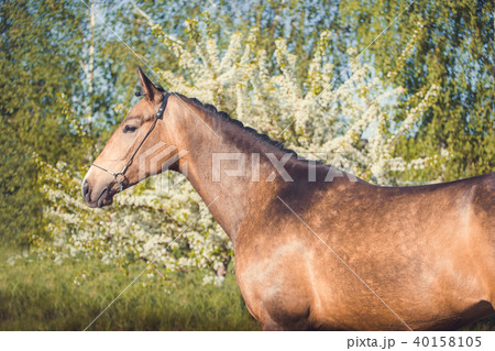 Portrait of horse on spring blossom background Portrait of horse on spring blossom background 40158105