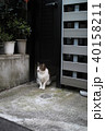 街で出くわした猫 40158211