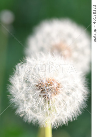 綿毛 40158323
