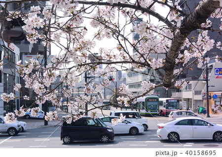 桜と路面電車 桜と路面電車 40158695