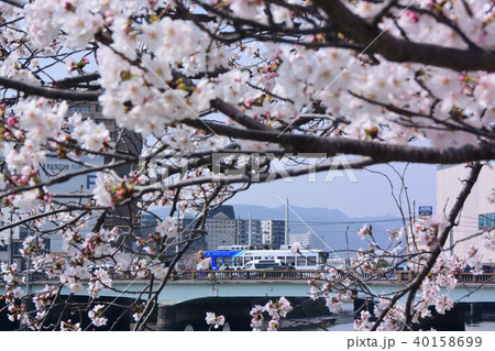 桜と路面電車 40158699