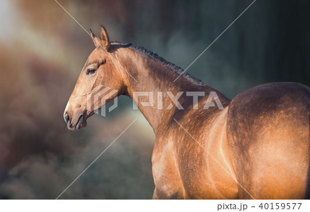 Portrait of horse on the fog background Portrait of horse on the fog background 40159577
