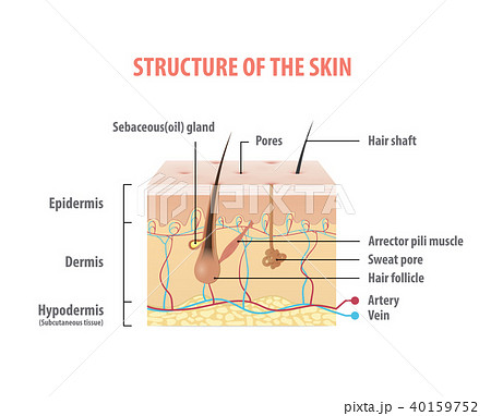 Structure of the skin info graphics vector 40159752