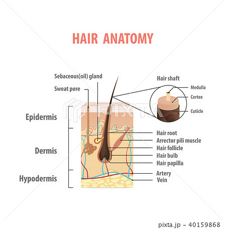 Hair anatomy illustration vector on white 40159868